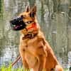 MORITZ, ein Hund mit Charakter für spezielle Menschen