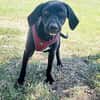 Labrador Mix Anton sucht ein Zuhause