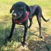 Labrador Mix Anton sucht ein Zuhause