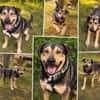 Leoh - wartet in 97258 Oberickelsheim