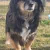 Buddy, ein toller Rüde sucht Zuhause