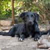 Crow,  hübsche Border Collie / Retriever Mix Rüde