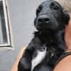 Crow,  hübsche Border Collie / Retriever Mix Rüde
