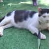 FIV-Kater Salvo hofft auf seine Menschen