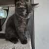 Bluey u.Crispy tolle kleine Kater in Lorch