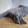Bluey u.Crispy tolle kleine Kater in Lorch