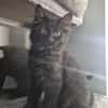 Bluey u.Crispy tolle kleine Kater in Lorch
