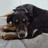 Elly ein Hund mit Potential
