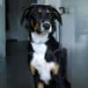 Elly ein Hund mit Potential