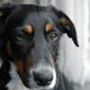 Elly ein Hund mit Potential