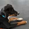 Elly ein Hund mit Potential