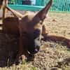 🐾❤ Käthe sucht ihr Zuhause für immer 🐾❤