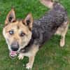 PUMPKIN sucht liebevolles Zuhause