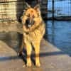 Buddy sucht seine Menschen