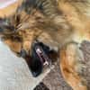Buddy sucht seine Menschen