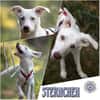STERNCHEN * fröhliches Hundemädchen