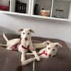 STERNCHEN * fröhliches Hundemädchen