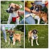 ❤DRINGEND Pflegestelle für Zoey, Zoya, Lenny, Coco