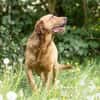 Menschenbezogener Ricky sucht Zuhause