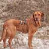 Menschenbezogener Ricky sucht Zuhause