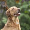 Menschenbezogener Ricky sucht Zuhause