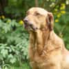 Menschenbezogener Ricky sucht Zuhause