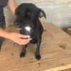 Ranya, kleine Pinscher Mix Hündin