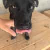 Ranya, kleine Pinscher Mix Hündin