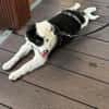 🐼 Panda sucht sein Für-immer-Zuhause 🐾❤