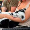 🐼 Panda sucht sein Für-immer-Zuhause 🐾❤