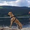 Ronja - sucht hundeerfahrene Menschen die mich anleiten