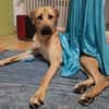 Ronja - sucht hundeerfahrene Menschen die mich anleiten