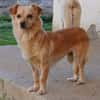Romy -sucht Menschen mit Herz und Geduld