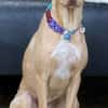 Ruby die anhängliche liebe Pinschermixdame / 82284
