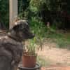 Lebensfrohe Lucy