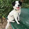 Grace im Tierheim Sulzbach