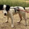 Grace im Tierheim Sulzbach