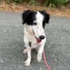 Grace im Tierheim Sulzbach