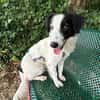 Grace im Tierheim Sulzbach