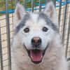 Hachi