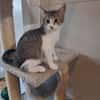 myrtille