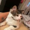 Bulle