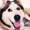 Demyan - lustiger Huskymix sucht zu Hause