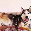 Demyan - lustiger Huskymix sucht zu Hause