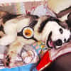 Demyan - lustiger Huskymix sucht zu Hause