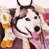 Demyan - lustiger Huskymix sucht zu Hause