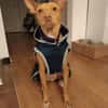 Gerardo - sucht ein neues Zuhause