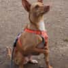 Gerardo - sucht ein neues Zuhause