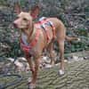 Gerardo - sucht ein neues Zuhause