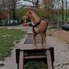 Gerardo - sucht ein neues Zuhause